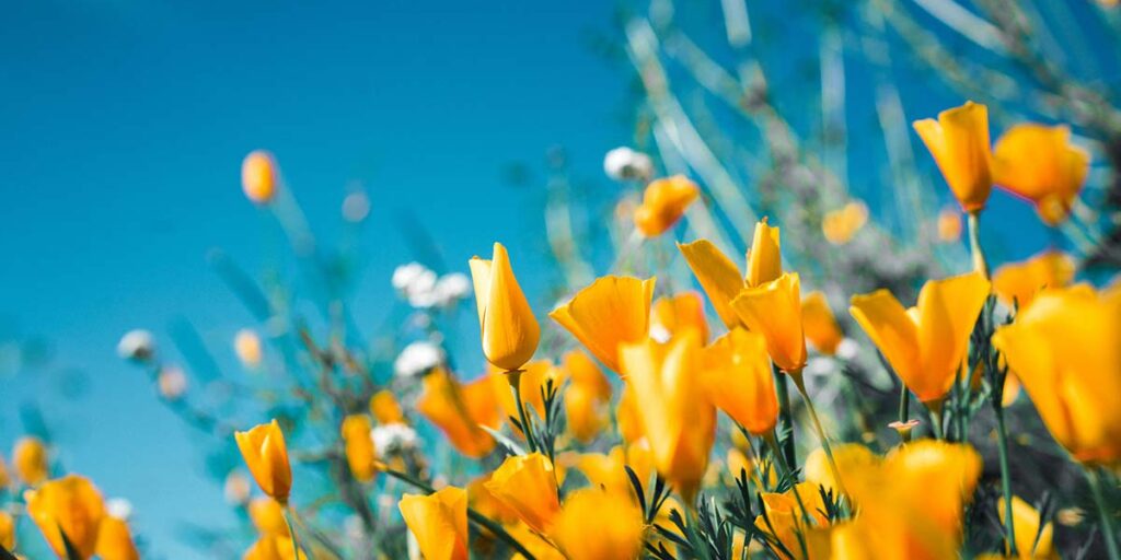 flores para casamento